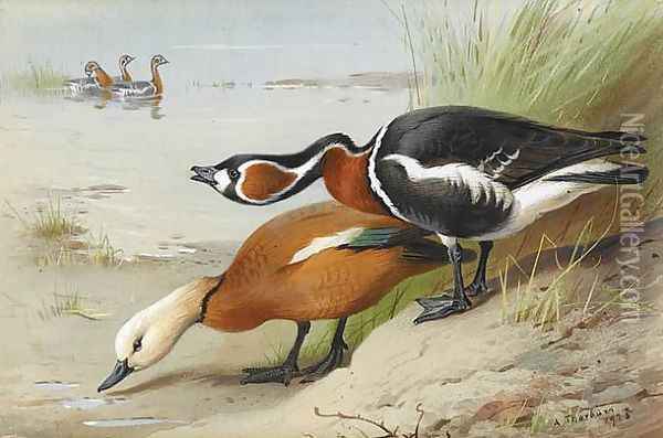 Ruddy Shelduck and Red-Breasted Goose Oil Painting - Archibald Thorburn