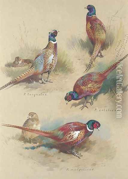 Pheasants Oil Painting - Archibald Thorburn