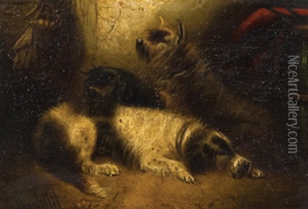 Three Terriers Resting (+ Two Terriers Alert; Pair) Oil Painting - George Armfield