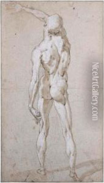Male Nude Seen From Behind Oil Painting - Andrea Boscoli