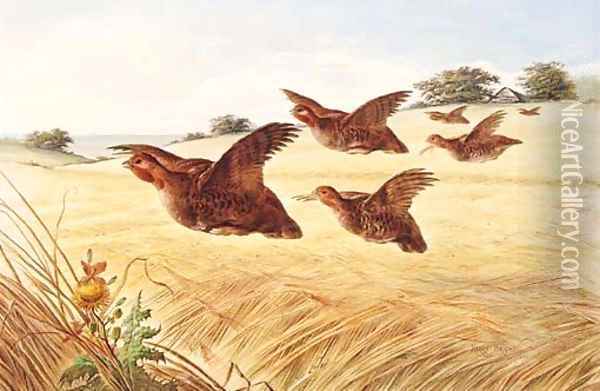 A Covey of Partridge in flight over a Field of Barley Oil Painting - Henry Bright