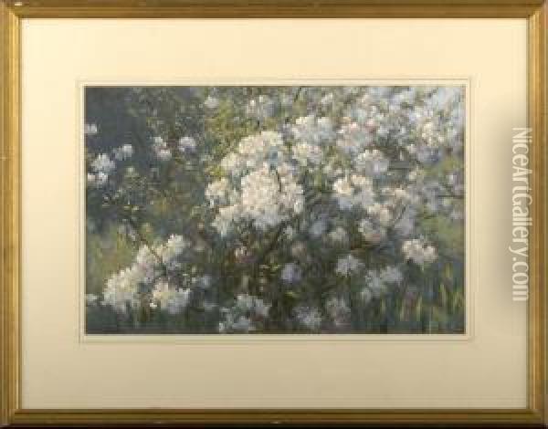 Rhododendrons Oil Painting - Alexander James Mavrogordato