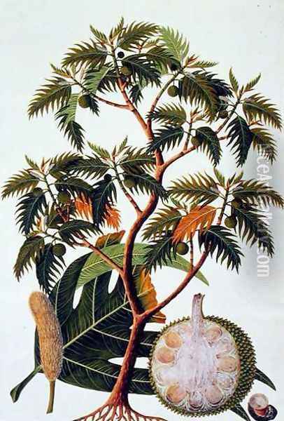 Sookong (Bread Fruit) and Artocarpus Incisa (Lin) from 'Drawings of Plants from Malacca', c.1805-18 Oil Painting - Anonymous Artist