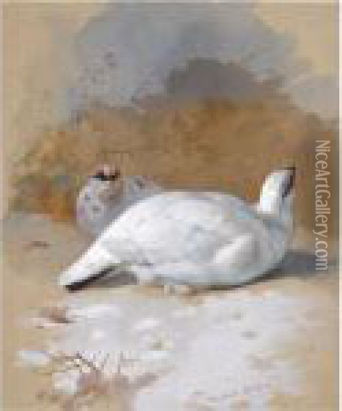A Brace Of Ptarmigan In The Snow Oil Painting - Archibald Thorburn