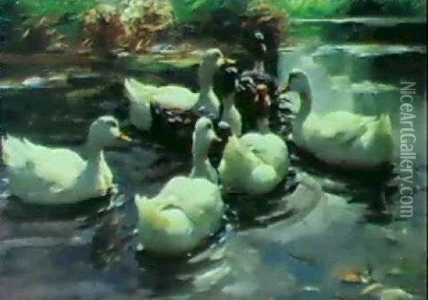 Sieben Enten Im Teich Oil Painting - Alexander Max Koester