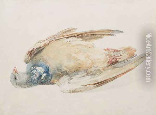 Pigeon, from The Farnley Book of Birds, c.1816 Oil Painting - Joseph Mallord William Turner