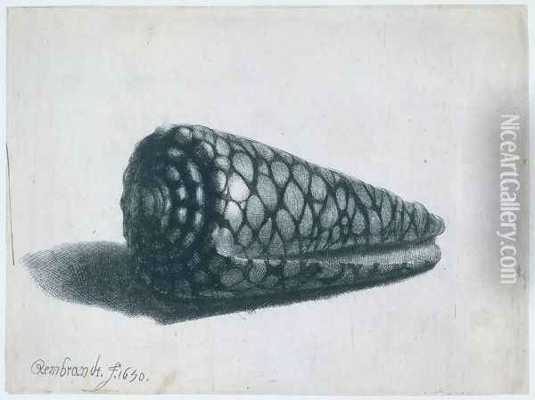 Cone Shell (Conus marmoreus) Oil Painting - Rembrandt Van Rijn