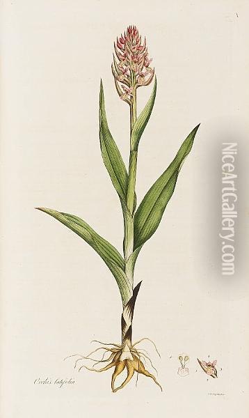 Flora Londinensis: Or, Plates And Descriptions Of Such Plants As Grow Wild In The Environs Of London, Fascicles 1-5 Only (of 6), In 4 Vol. Oil Painting - William Curtis