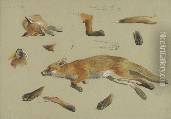 Studies Of A Recumbent Fox Oil Painting - Archibald Thorburn