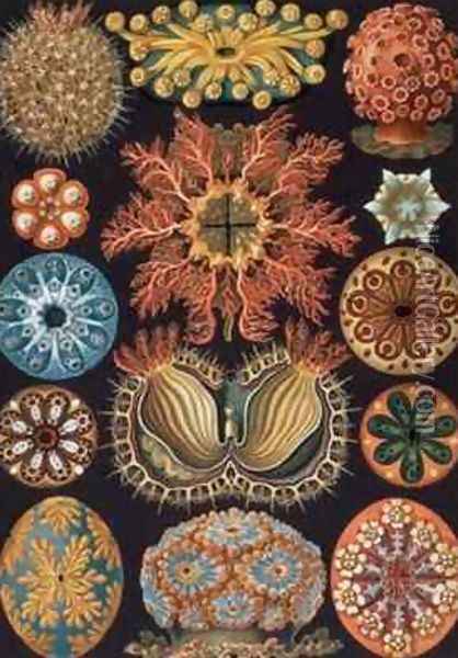 Ascidiae plate 85 from Kunstformen der Natur Oil Painting - Ernst Haeckel