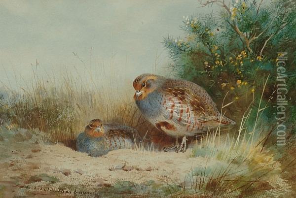 Nesting Grey Partridge In Cover Oil Painting - Archibald Thorburn