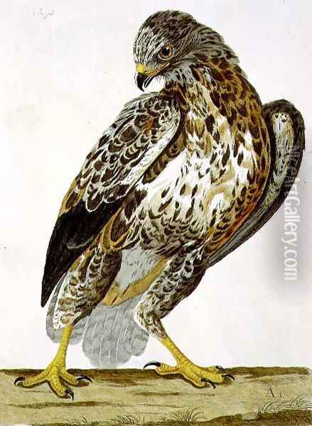 The Buzzard (Buteo buteo) plate from 'The British Zoology Oil Painting - Charles Collins