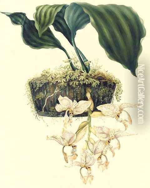 Orchidaceae Stanhopiea oculata (Lodd.) Lindley Oil Painting - S. Holden