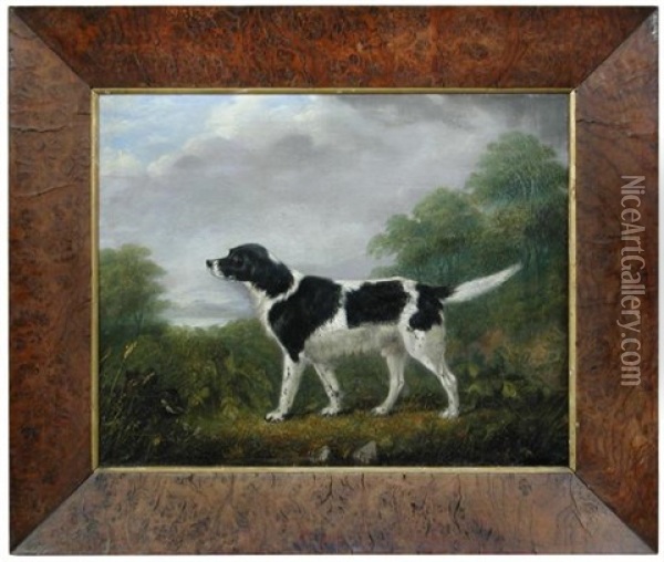 A Black And White English Springer Spaniel In A Landscape Oil Painting - Edward Lloyd