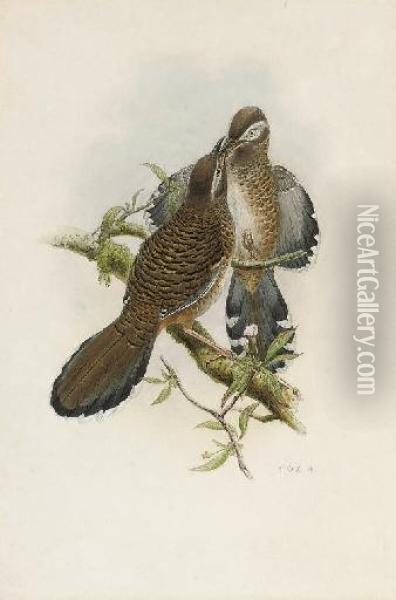 Illustrations To John Gould's 
The Birds Of Asia Oil Painting - William Matthew Hart