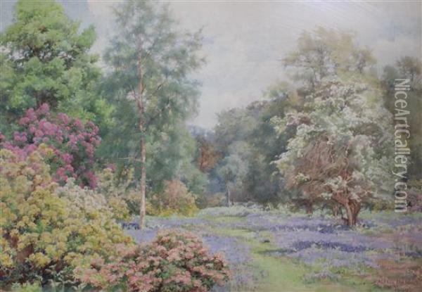 Woodland Garden With Bluebells And Rhododendrons Oil Painting - Alfred Parsons