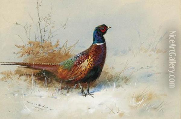 A Cock Pheasant Oil Painting - Archibald Thorburn