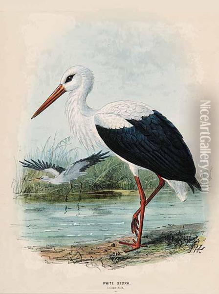 White Stork Ciconia Alba Oil Painting - John Gerrard Keulemans