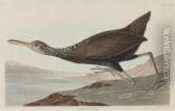 Scolopaceus Courlan (plate Ccclxxvii) Oil Painting - John James Audubon