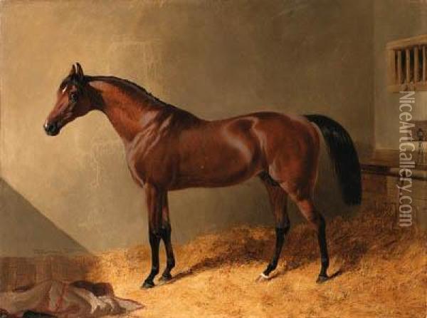 Pacolet, A Bay Stallion, In A Stable Oil Painting - John Frederick Herring Snr