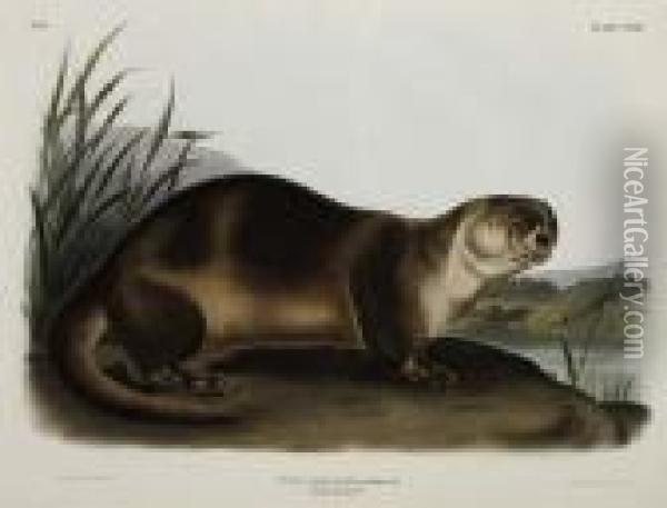 Canada Otter - Male. Plate Cxxii. Oil Painting - John James Audubon