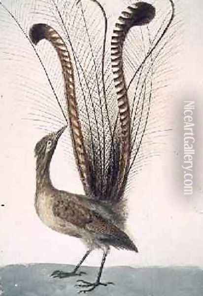 Lyrebird of Australia Oil Painting - John William Lewin