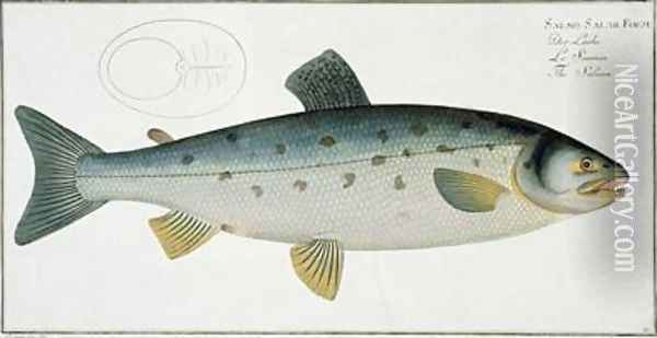 Salmon Salmo Salar Oil Painting - Andreas-Ludwig Kruger