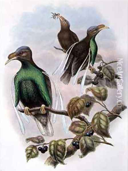 Wallaces Standard Wing Semioptera Wallecei Oil Painting - William M. Hart