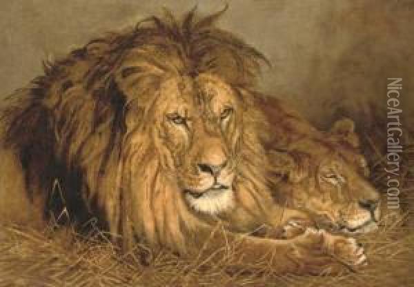 A Lion And A Lioness Oil Painting - Geza Vastagh