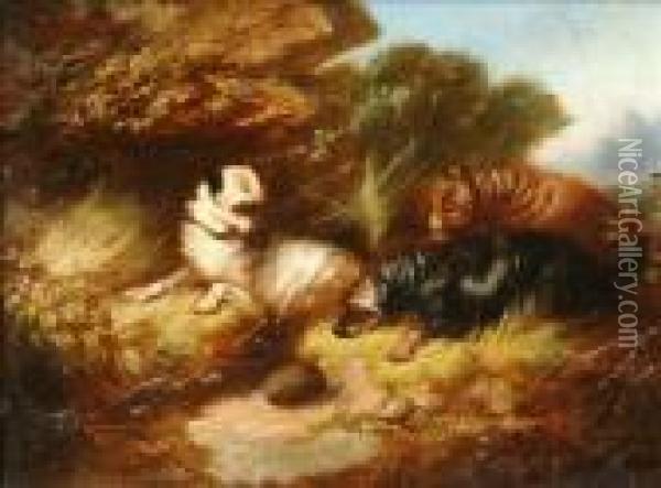 Three Terriersworrying A Hedgehog Oil Painting - George Armfield