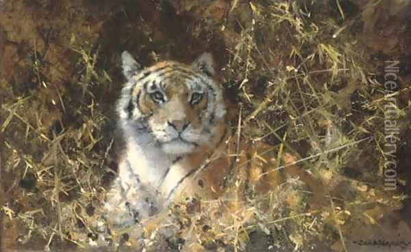 Tiger at rest Oil Painting - Thomas Hosmer Shepherd