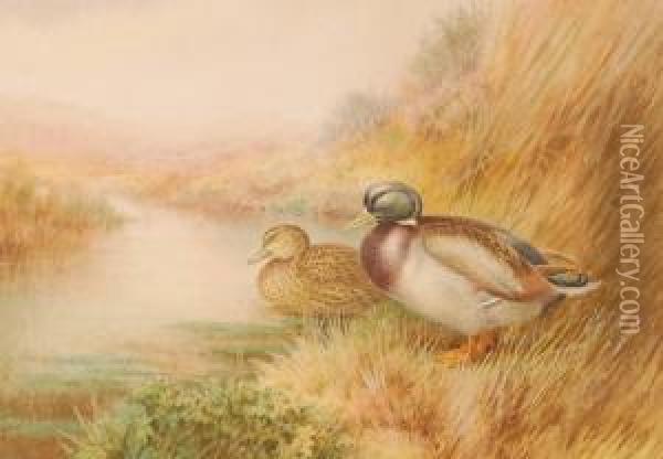Ducks On A Riverbank Oil Painting - George James Rankin