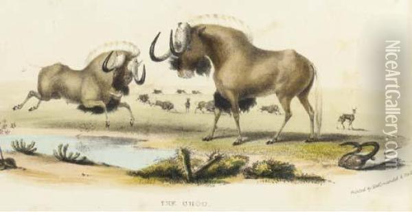 The Gnoo; And The Sassaybe And Hartebeest, From Portraits Of The Game And Wild Animals Of Southern Africa Oil Painting - William Cornwallis Harris