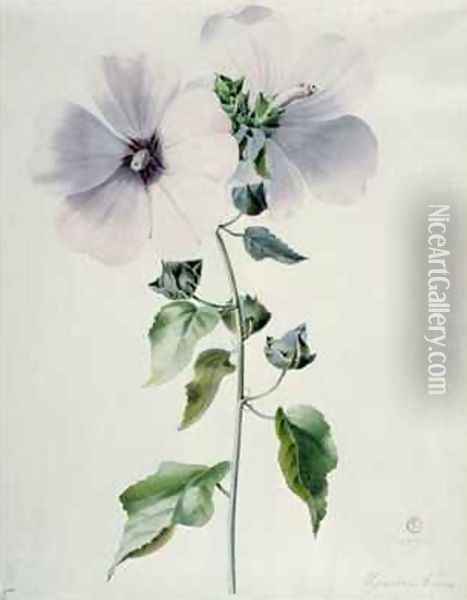 Musk Mallow Oil Painting - Marie-Anne