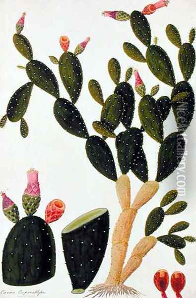 Liedah Badah, Cardasse Cochenille, from 'Drawings of Plants from Malacca', c.1805-18 Oil Painting - Anonymous Artist