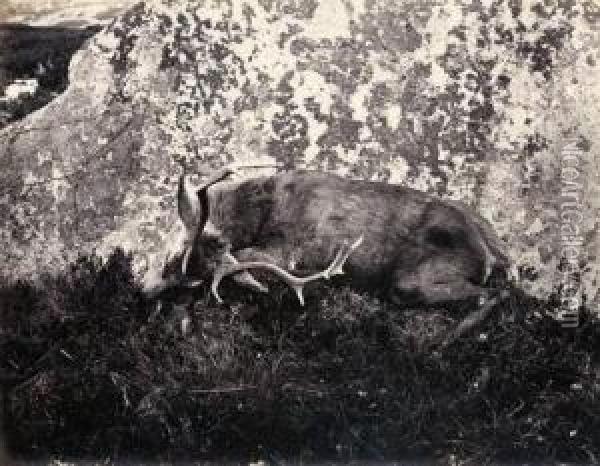 Slain Deer Oil Painting - Horatio Ross