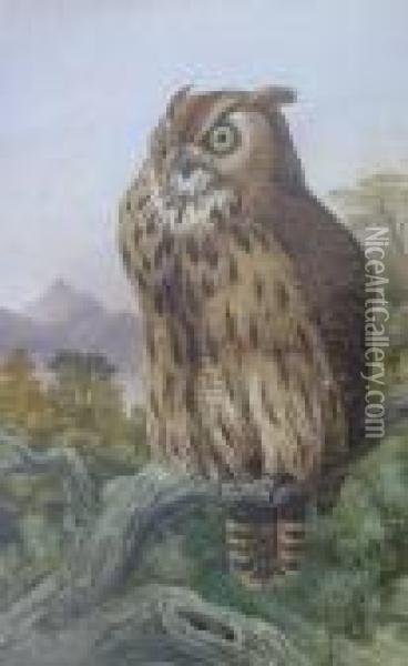 An Owl Oil Painting - Charles Edward Snr Brittan
