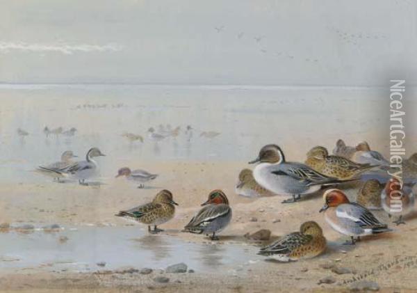 Pintail, Teal And Wigeon, On The Seashore Oil Painting - Archibald Thorburn