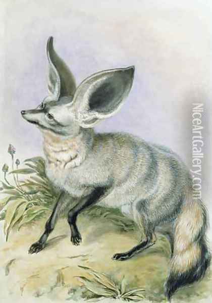 Long Eared Fox from the Knowsley Menagerie Oil Painting - Benjamin Waterhouse Hawkins