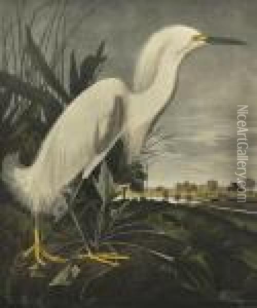 Snowy Heron Or White Egret Oil Painting - John James Audubon