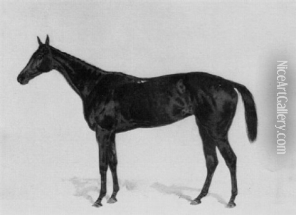 Lord Rosebery's Dark Bay Racehorse 