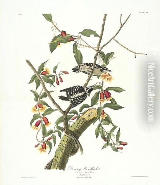 Downy Woodpecker (Plate CXII) Oil Painting - John James Audubon