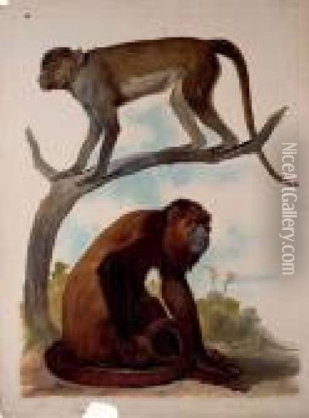 Studies Of Two Monkeys Oil Painting - August Von Pelzeln