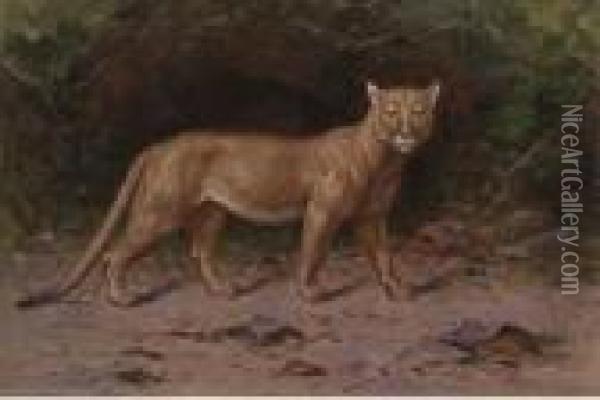 A Puma In A Woodland Glade Oil Painting - Henry Raschen