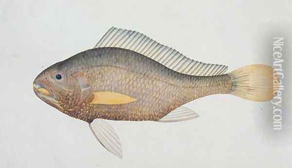 Eekan Jena, from 'Drawings of Fishes from Malacca', c.1805-18 Oil Painting - Anonymous Artist