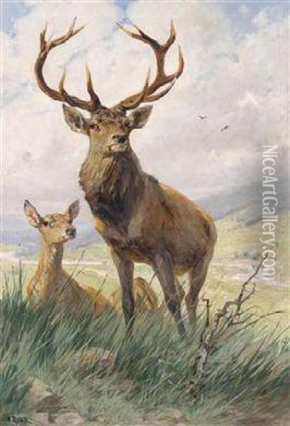 A Real Stag Oil Painting - Emil Rieck