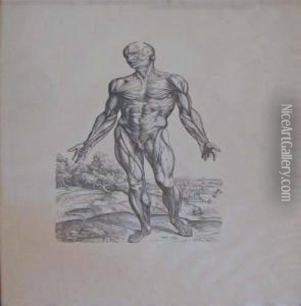 Two Prints After Anatomy Of The Human Body By Andreasvesalius Oil Painting - Andreas Vesalius
