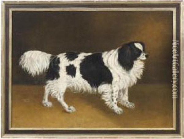 A Black And White Spaniel Oil Painting - Stephen Taylor