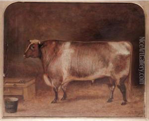 Portraits Of Short Horned Cattle Oil Painting - John Mcleod