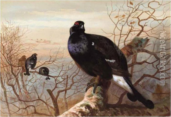 The Evening Roost, Black Game Oil Painting - Archibald Thorburn